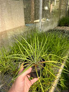 Agave palito - Agave geminiflora Pt11