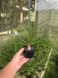 Pata de Elefante - Beaucarnea recurvata Pt11