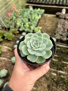 Echeveria atlantis Pt11