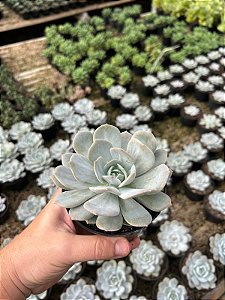 Echeveria caly argentea Pt11