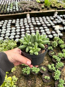 Diamante - Pachyphytum compactum Pt11