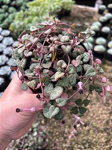Corações Emaranhados - Ceropegia woodii Pt11