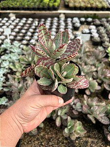 Kalanchoe humilis Pt11