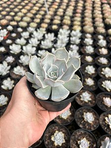 Echeveria lilacina Pt11