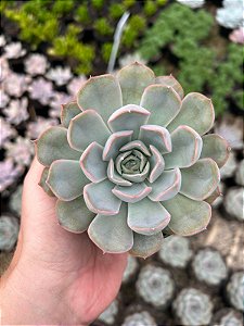 Echeveria orion Pt11