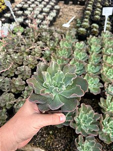 Echeveria blue waves Pt11