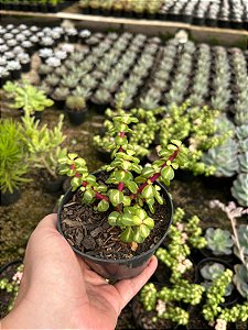 Portulacaria afra tricolor Pt11