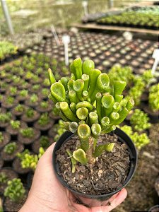 Orelha de Shrek - Crássula Ovata Gollum Pt11
