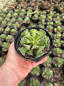 Pata de rã - Andromischus cristatus Pt11
