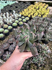 Echeveria Dark Vader Pt11