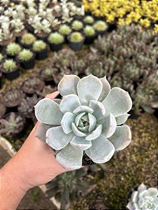 Echeveria lia Pt11