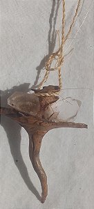 Cajado da guardiã da caatinga