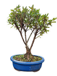 Bonsai Azaleia satsuki - 5 anos