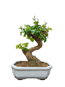 Bonsai Ligustrum - 5 anos