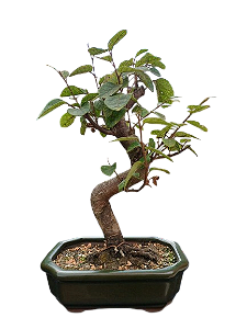 Bonsai Loropetalum - 5 anos