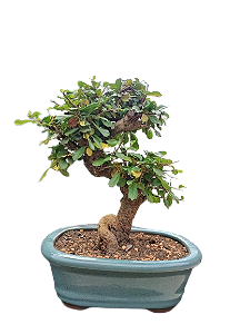 Bonsai Carmona - 5 anos