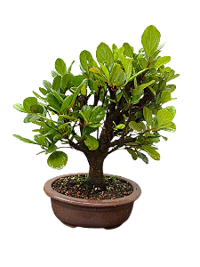 Bonsai Viburno - 7 anos