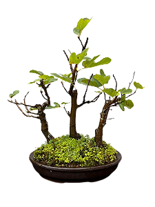 Bonsai Bosque Figo - 10 anos