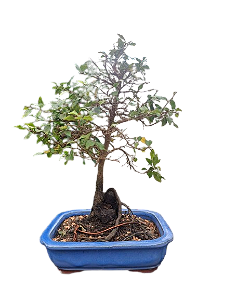 Bonsai Mini caqui - 8 anos