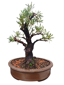 Bonsai premium Podocarpo - 22 anos