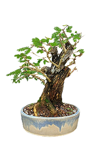 Bonsai Premium Caliandra Spinosa - 15 anos