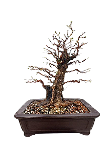 Bonsai Premium Fícus tiger bark - 25 anos