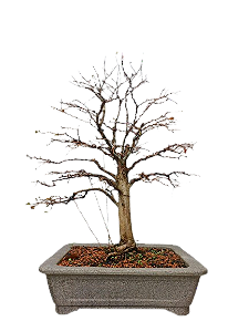 Bonsai Premium Pitangueira - 27 anos