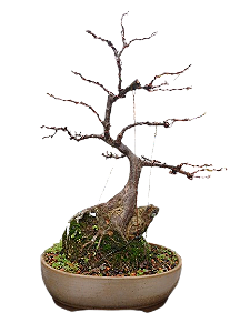 Bonsai Premium Acer kaede - 20 anos