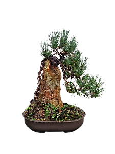 Bonsai Premium Pinheiro negro sobre a pedra - 20 anos