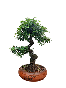 Bonsai Premium Caliandra rosa - 22 anos