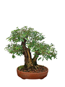 Bonsai Premium Caliandra spinosa - 30 anos