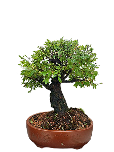 Bonsai Premium Ulmus parvifolia - 27 anos