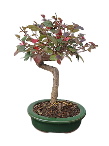 Bonsai Loropetalum rubrum - 4 anos
