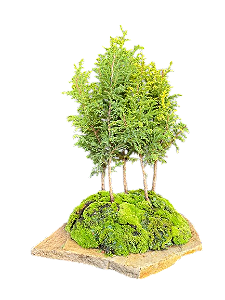 Mini bosque de tuia Áurea - 4 anos