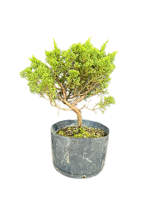 Pré Bonsai Shimpaku Itoigawa - 4 anos