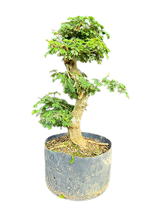 Pré Bonsai Pithecellobium Tortum - 15 anos