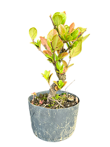 Pré Bonsai Viburno - 4 anos