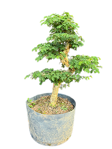 Pré Bonsai Pithecellobium Tortum - 15 anos