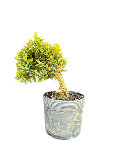 Pré Bonsai Buxus Harlandii - 4 anos