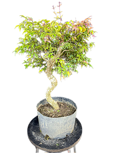 Pré Bonsai Mini Jambo - 14 anos