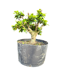 Pré Bonsai Ficus Microcarpa - 6 Anos