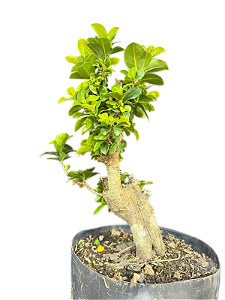 Pré Bonsai Ficus Microcarpa - 6 Anos