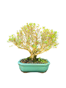 Bonsai Serissa chinesa - 4 anos