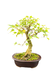Bonsai Acer Kaede - 5 anos