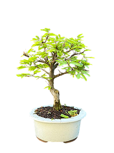 Bonsai Calindra - 3 anos