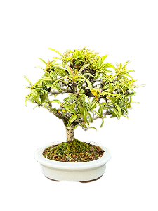 Bonsai Piracanta - 4 Anos