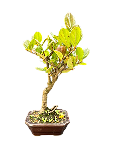 Bonsai Viburno - 3 anos