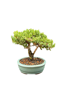 Bonsai Shimpaku - 3 anos