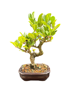 Bonsai Viburno - 4 anos