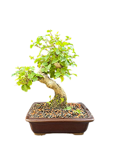 Bonsai Ligustrum - 5 anos